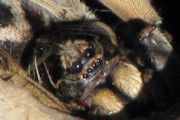 Wolf Spider (za) (Lycosidae sp)